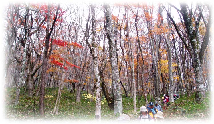 ���J�n�C�N