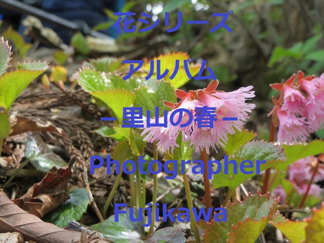 Photographer�@Fujikawa