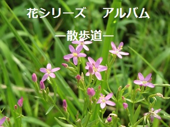 Photographer�@Fujikawa