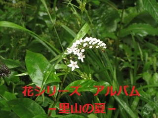 Photographer�@Fujikawa