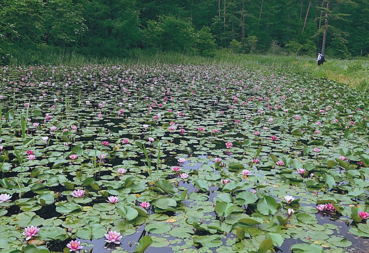 ���������U��R�[�X�̃A���o��